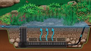 Wetland Filtration for Pond Health [upl. by Deevan]