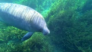 momma manatee feeding her baby sweet potato ❤️ [upl. by Tarrel]