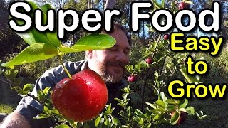 Try Growing Barbados Cherry for Hot Climates low chill Howto Superfood [upl. by Gainer]