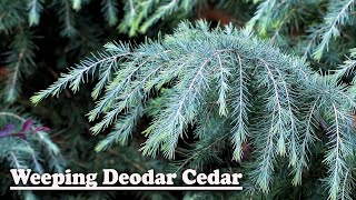 Feelin Blue Deodar Cedar Planting [upl. by Nahsar]