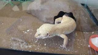 Leopard Gecko vs 4 Superworms and one Albino Superworm [upl. by Naltiak503]