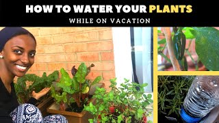 How to water plants while on vacation EASY stepbystep w results [upl. by Maxfield]