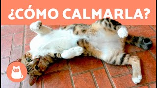 Cómo CALMAR a una GATA en CELO 🐱 ¿Se puede ESTERILIZAR a una GATA en CELO [upl. by Olinad]