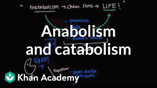 Overview of metabolism Anabolism and catabolism  Biomolecules  MCAT  Khan Academy [upl. by Enilegna]