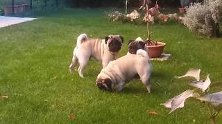 Carlini Ginevra Lancillotto jr e Merlino in giardino Pug mops pugs [upl. by Marcin]