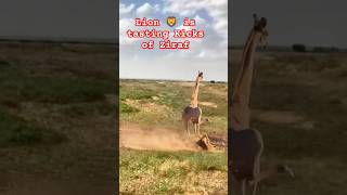 Wildlife  Lion 🦁 Vs Ziraf  Hard Kicks tasted by Lion animals lion wildlife [upl. by Ecaroh]