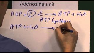 Hypoxia 2 ADP ATP [upl. by Ecilayram283]