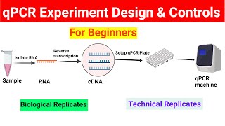 qPCR experiment design  Controls in qPCR  BiologyLectures [upl. by Cyb]