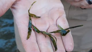 Getting to Know Invasive Curly Pondweed [upl. by Antonius41]