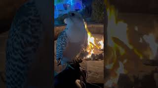 Gyrfalcon enjoying the fire falconry [upl. by Telocin559]