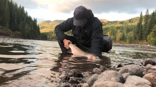 Skeena Steelhead 2020 [upl. by Thistle]