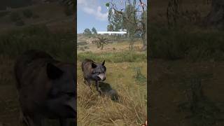 Happy Puppy to Pack Attack Rust Wolves are No Joke [upl. by Iolande]