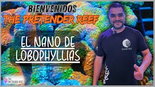 Mi nano reef lleno de Lobophyllia [upl. by Yendyc119]