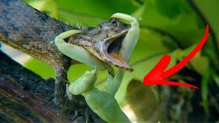 MANTIS RELIGIOSA Vs LAGARTO Mantis Mas Peligrosas🦗 [upl. by Sewoll985]