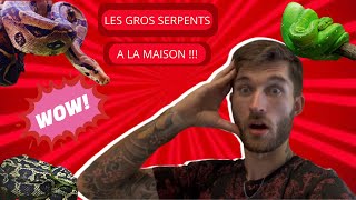 Tous les GROS SERPENTS présents à LA MAISON REPTILES [upl. by Nyroc628]