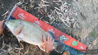 Murray cod fishing Echuca [upl. by Sachi]