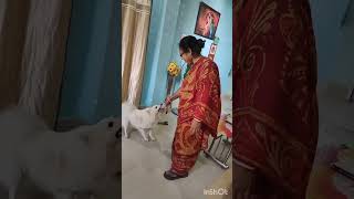 Aj mera Bojo ka full mood on hai doglovers subscribe shorts [upl. by Tandie]