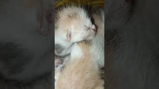 Cute❤ kittens ❤😘😺shorts cute cat kittenspets [upl. by Leirua]