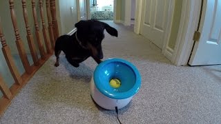 GoPro iFetch  with Crusoe the Celebrity Dachshund [upl. by Aiceila]