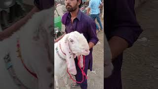 Bakra Eid 2024  Mandi updates  rates price lahore umerkashauk 2024 shorts fypシ゚viral fypシ゚ [upl. by Naamana787]