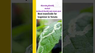 ಟೋಮ್ಯಾಟೊದಲ್ಲಿ 🍅ರಂಗೋಲೆರೊಗಕ್ಕೆ ಪರಿಹಾರleapminer in tomatoyoutubersshorts shorts farmeragriculture [upl. by Tram]