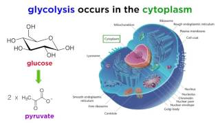 Cellular Respiration Part 1 Glycolysis [upl. by Marty]