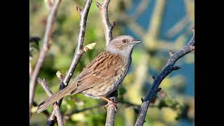 Dunnock Bird Call [upl. by Portuna]