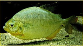 Pygopristis denticulata  Cuvier 1819  Serrasalmidae  Piranha  Aquarium Porte Dorée  France [upl. by Storm]