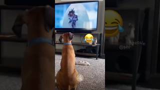 When Dogs Think TV is Real Life 😂🐾 MyPetsie [upl. by Ydneh]