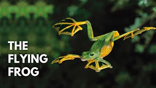 A Flying Frog  Wallace’s Flying Frog [upl. by Anilram]