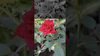 Tuma bhi chahiye ya flower ❤❤❤youtube short❤❤❤ trendingsong rose [upl. by Ilecara]