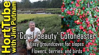 Coral Beauty Cotoneaster  Erosion Control Flowers Berries and Birds🐦🌼 [upl. by Goodspeed]