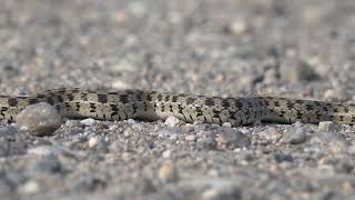 Culebra listonada manchada  Thamnophis marcianus [upl. by Anauqal]