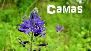 The Northwest Forager Ep 5 Camas [upl. by Feeley]