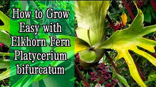 How to Grow amp Mount with Staghorn Fern  Elkhorn Fern Babies Platycerium bifurcatum [upl. by Edmonds]