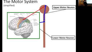 Clinical Features of ALS [upl. by Clayborne677]