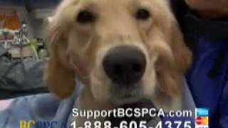 BC SPCA TV Special with Jason Priestley quotTrooperquot [upl. by Charmaine]