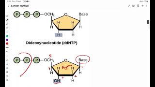 Dideoxy Chain Terminator method of DNA Sequencing [upl. by Lenore]