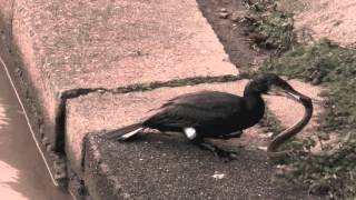 cormorant swallowing huge eel [upl. by Latif]