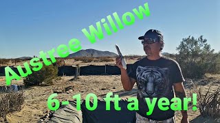 How to propagate austree willow and beneficial insects in our desert food forest austreewillow [upl. by Antonie413]