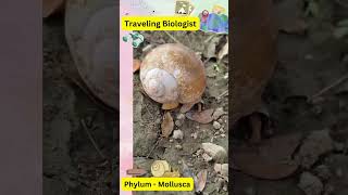 Phylum Mollusca neet trending viralvideo biology class11 [upl. by Yorick924]