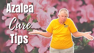 Azalea Care Tips  How to Plant Azaleas [upl. by Fogel142]