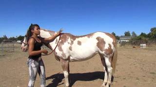 How to Mount a Horse Bareback [upl. by Akinar281]