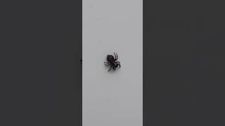 Dark Jumping Spider is Climbing on a Wall [upl. by Covell914]