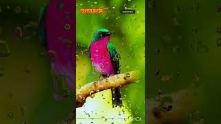 বৃষ্টির গজলshort shorts islamicstatus islamicvideo islam naat trending naatsharif youtube [upl. by Ahsiened]