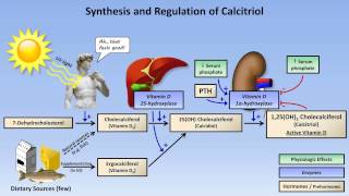 Calcium and Phosphate Metabolism [upl. by Otrepur]