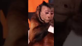 Monkey dental check up for pet human monkey funny play dentist shorts [upl. by Erbua754]