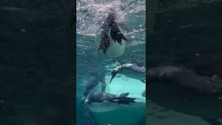 5 Fun Facts About Penguins You Didnt Know funfacts naturelover penguin sealife [upl. by Towroy115]