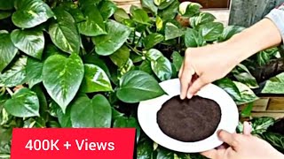 Money Plants ki Growth Kaise badhaye  Money Plant growth Hacks moneyplant myhappyvlogs [upl. by Vladimar]