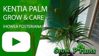 Kentia Palm  grow amp care Howea fosteriana [upl. by Enelear]